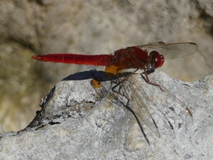 Crocothemis erythraea?  S, maschio